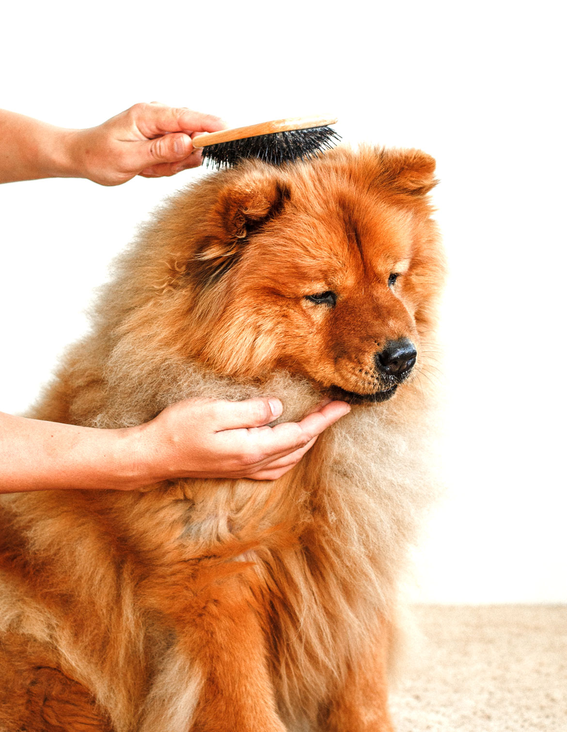 dog grooming 23